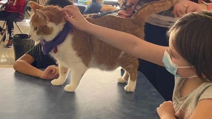 Pumpkin the Cat